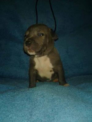 ADBARegisteredPitbullPuppies